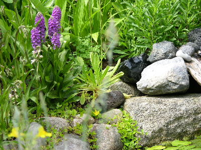 sumpf_mit_orchis.JPG