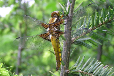 Libellula_depressa.jpg