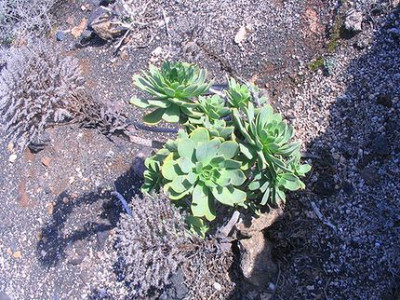 Aeonium_virgineum.jpg