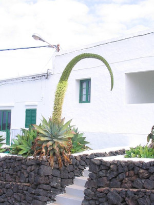 Agave_attenuata.jpg