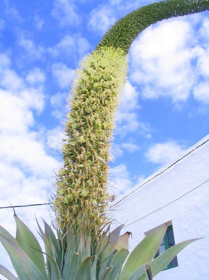 Agave_attenuata_2.jpg
