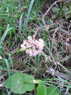 Allium_roseum_Lanzarote.jpg