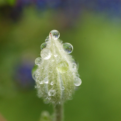 tropfenclematis_4610.jpg