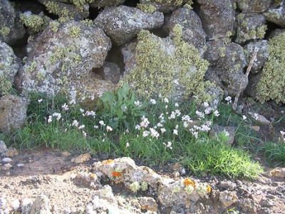 Allium_und_Flechten.jpg