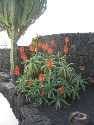Aloe_arborescens.jpg