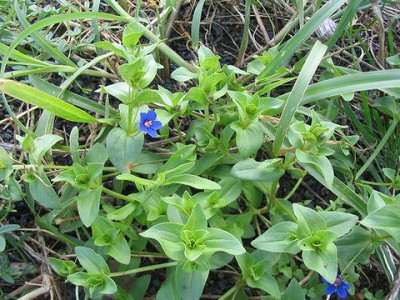 Anagallis_foemina.jpg