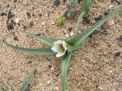 Androcymbium_psammophilum.jpg
