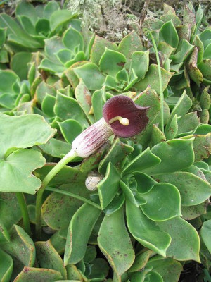 Arisarum_vulgare_ssp._subexsertum.jpg
