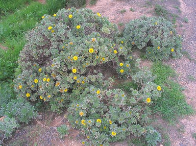 Asteriscus_sericeus.jpg