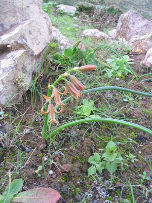 Dipcadi_serotinum.jpg