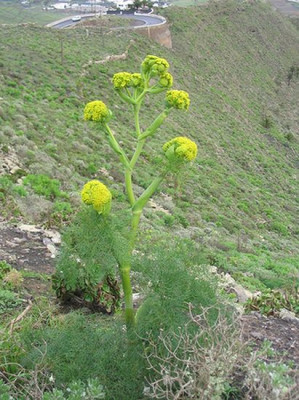 Ferula_lancerottensis.jpg