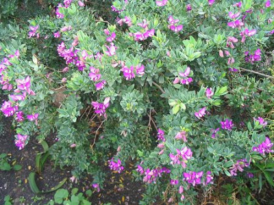 Dorycnium_spectabile.jpg
