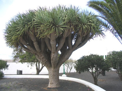 Dracaena_draco.jpg