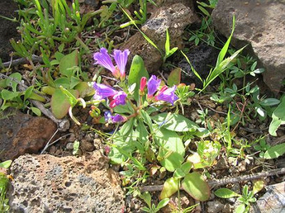 Echium_bonnetii.jpg