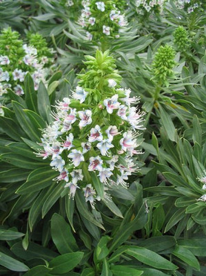 Echium_decaisnei_2.jpg