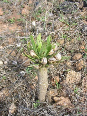 Euphorbia_regis-jubae.jpg