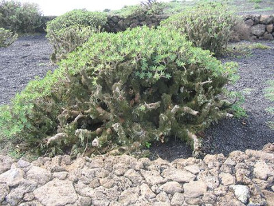 Euphorbia_regis-jubae_altes_Exemplar.jpg