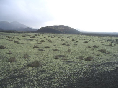 Flechten_2_Lanzarote.jpg