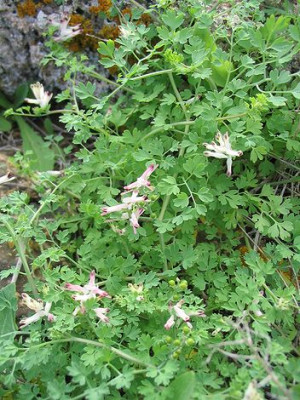 Fumaria_officinalis.jpg
