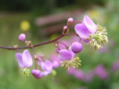 thalictrum_rochebrunianum.jpg