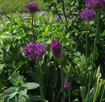 Allium_1_2_1.jpg