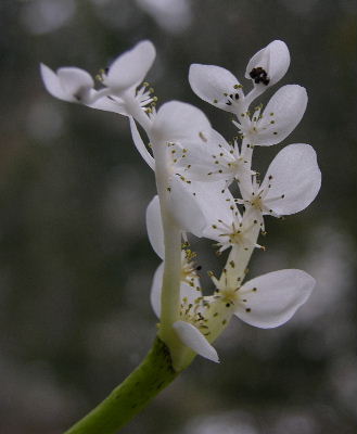 aponogeton.JPG