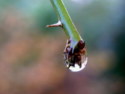 Rosentropfen-Jan06-a3.jpg