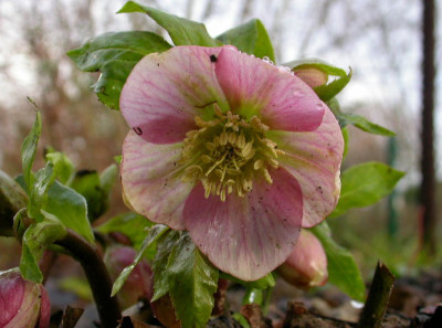 Erster_Helleborus_hybridus.jpg