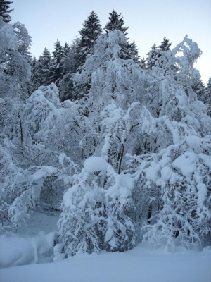 schneellarcht..jpg