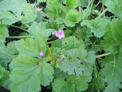 Geranium_Lanzarote.jpg