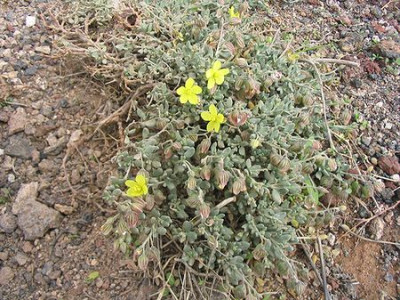 Helianthemum_canariense.jpg