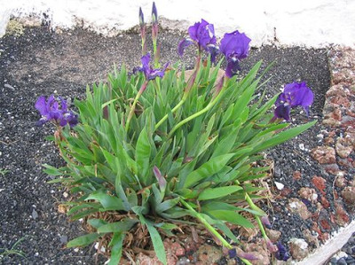 Iris_barbata.jpg