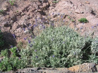 Lavandula_pinnata.jpg