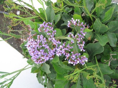 Limonium_puberulum_1.jpg
