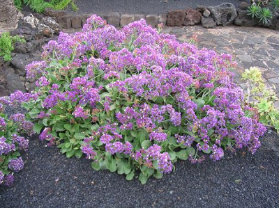 Limonium_puberulum_2.jpg