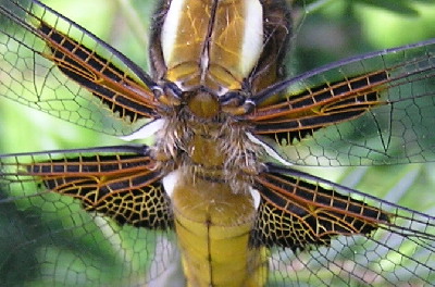 Libellula_depressa-2.jpg
