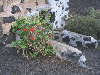 Pelargonie.jpg