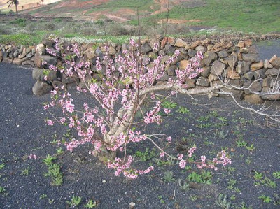 Prunus_dulcis.jpg