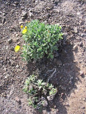 Pulicaria_canariensis.jpg