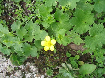 Ranunculus_cortusifolius.jpg