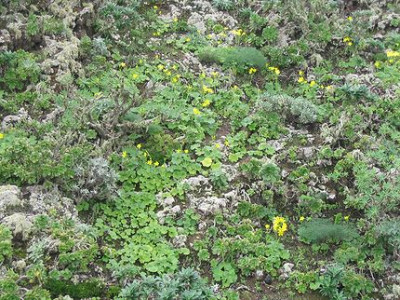 Ranunculus_cortusifolius_Bestande.jpg