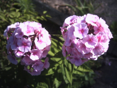 Phloxrosa3.jpg