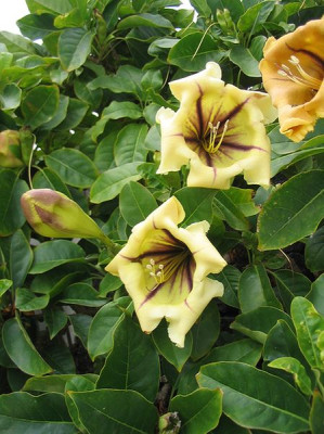 Solandra_nitida.jpg