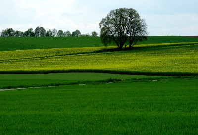 Maibaum.jpg