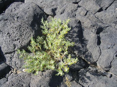 Zygophyllum_fontanesii.jpg
