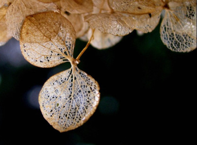 Hortensie-Annabelle-Jan06-q.jpg