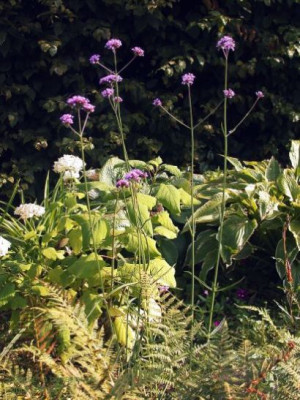 Verbena_bonariensis_001.2.jpg