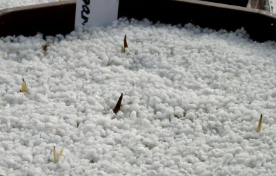 02150007_eCypripedium_reginae_x_margaritaceum_Saemlinge.JPG