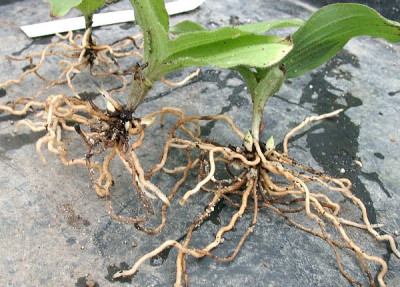 08250010_eCypripedium_reginae_Saemling2004.JPG