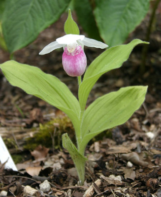 IMG_0579_eCypripedium_reginae_Saemling2005.JPG